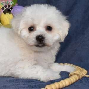 Cadbury (Tiny), Bichon Frise Puppy